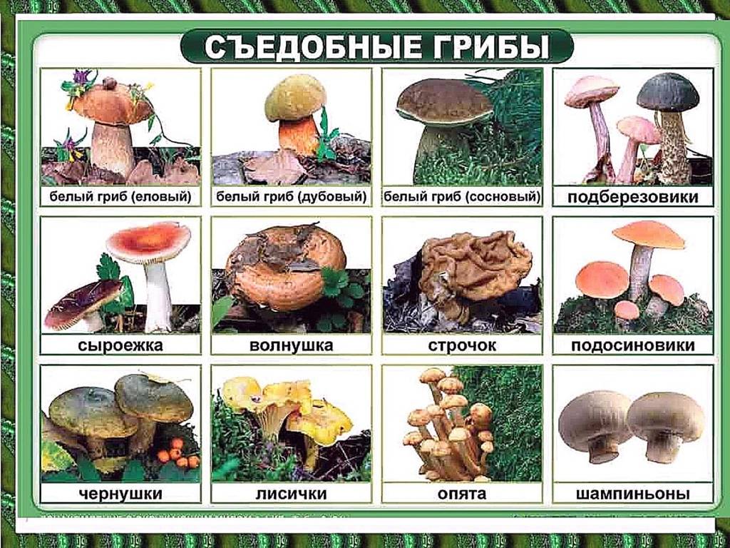 РЕЦЕПТ Рецепт грибной икры на зиму фото №2